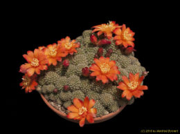 Rebutia fabrisii J228 (orange Bl.) 1801